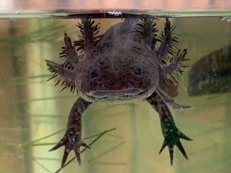 Axolotl sind von Natur aus dunkel. Foto: Lisa Freudlsperger