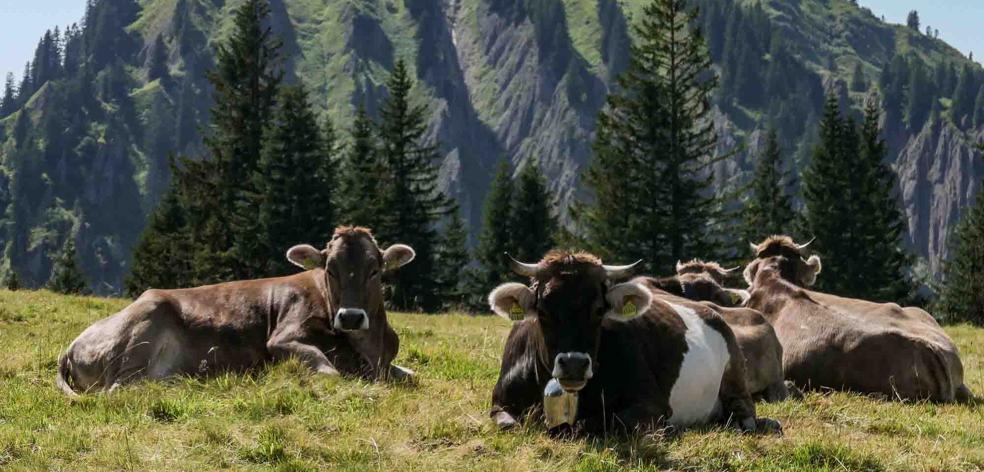 Mehr über den Artikel erfahren Das Allgäu: Mehr als Neuschwanstein