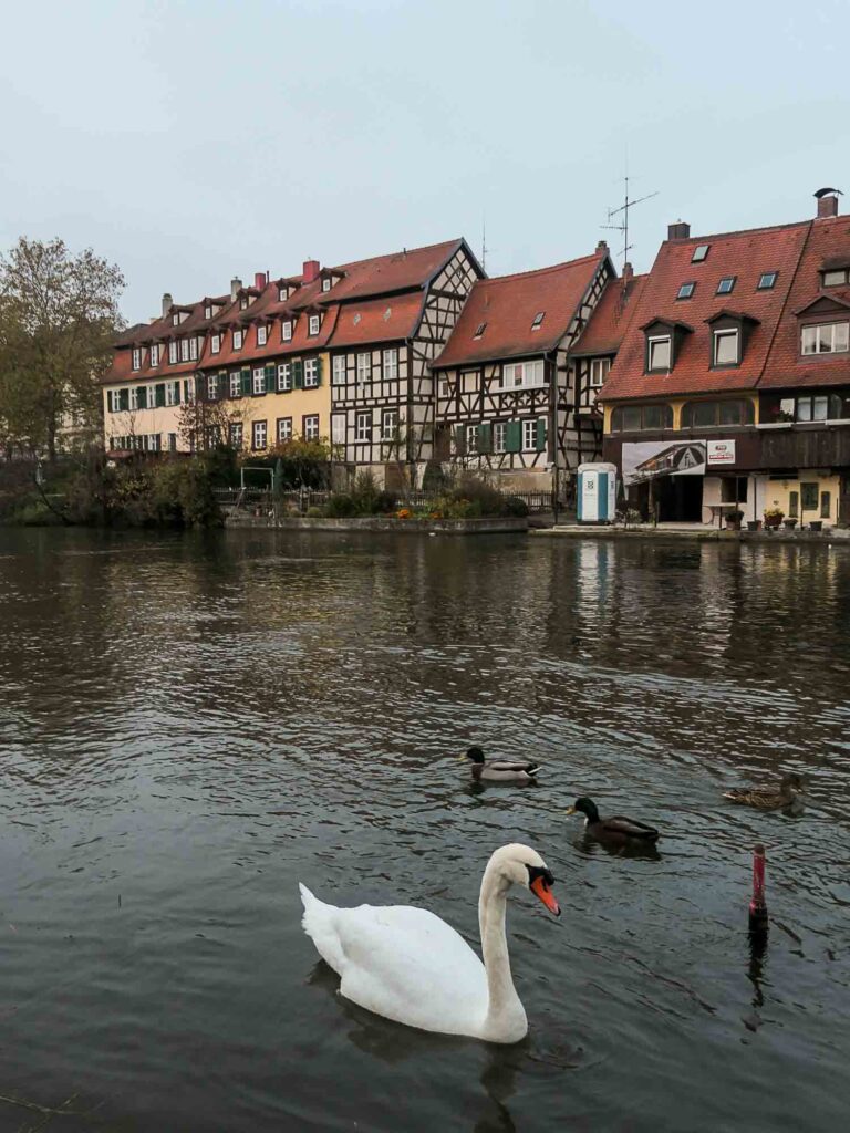 Schwan und Enten auf Fluss, Fachwerkhäuser im Hintergrund Foto: Lisa Freudlsperger