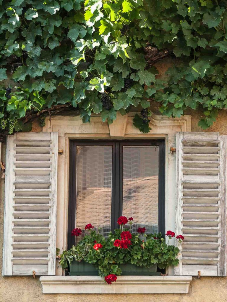 Detailaufnahme Fenster mit weißen Fensterläden aus Holz unter Weinreben Foto: Lisa Freudlsperger