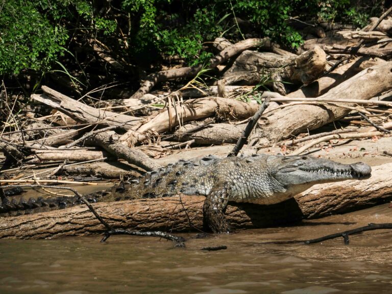 Ein Krokodil am Flussufer zwischen Holzstämmen Foto: Lisa Freudlsperger