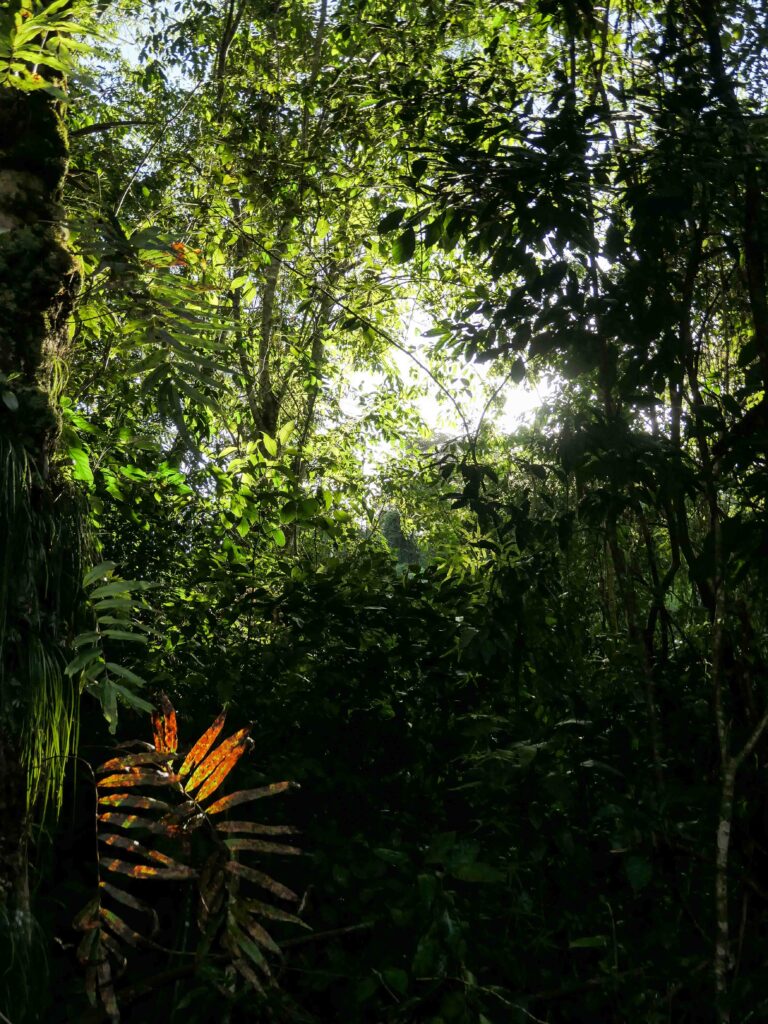 Sonnenlicht bricht durch die verschiedenen Blätter des Regenwaldes. Foto: Lisa Freudlsperger