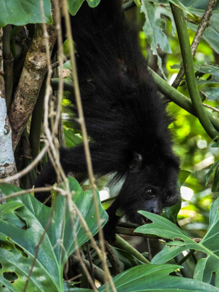 Ein Brüllaffe hängt zwischen Pflanzen und frisst. Foto: Lisa Freudlsperger