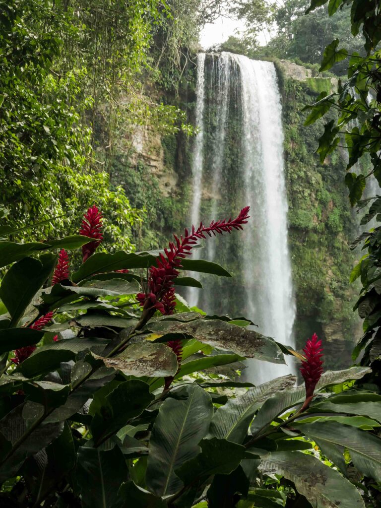 Rote Pflanzen im Vordergrund, hoher Wasserfall im Hintergrund. Foto: Lisa Freudlsperger