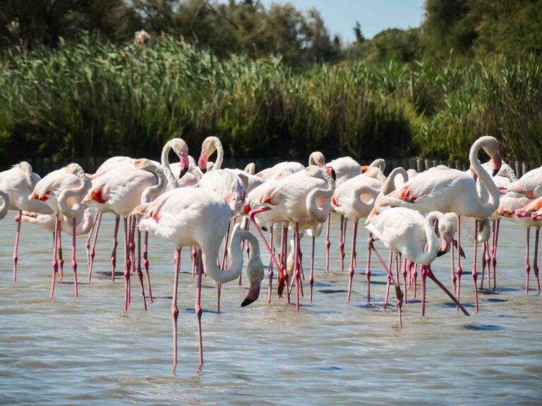 Eine große Gruppe von Flamingos steht im Wasser Foto: Lisa Freudlsperger