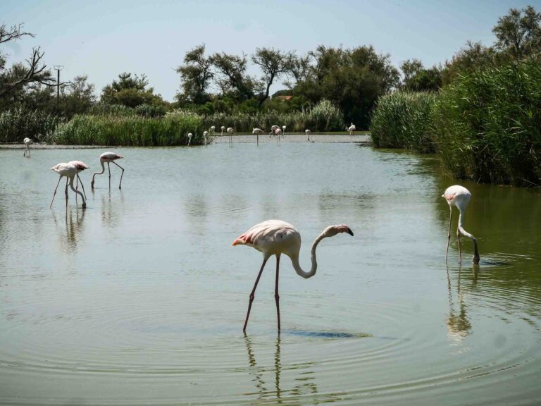 Flamingos suchen im Wasser nach Nahrung. Sumpflandschaft im Hintergrund. Foto: Lisa Freudlsperger