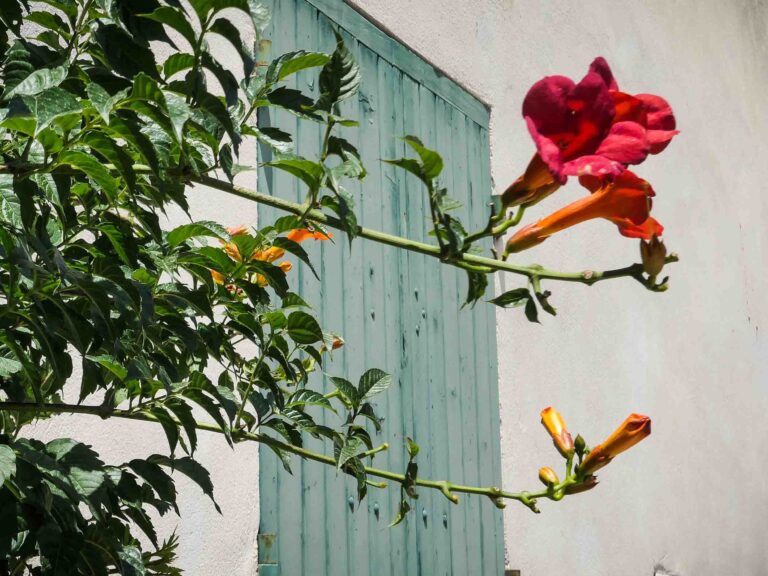 Orange Blüte vor hellem Haus mit grünen Fenstern. Foto: Lisa Freudlsperger