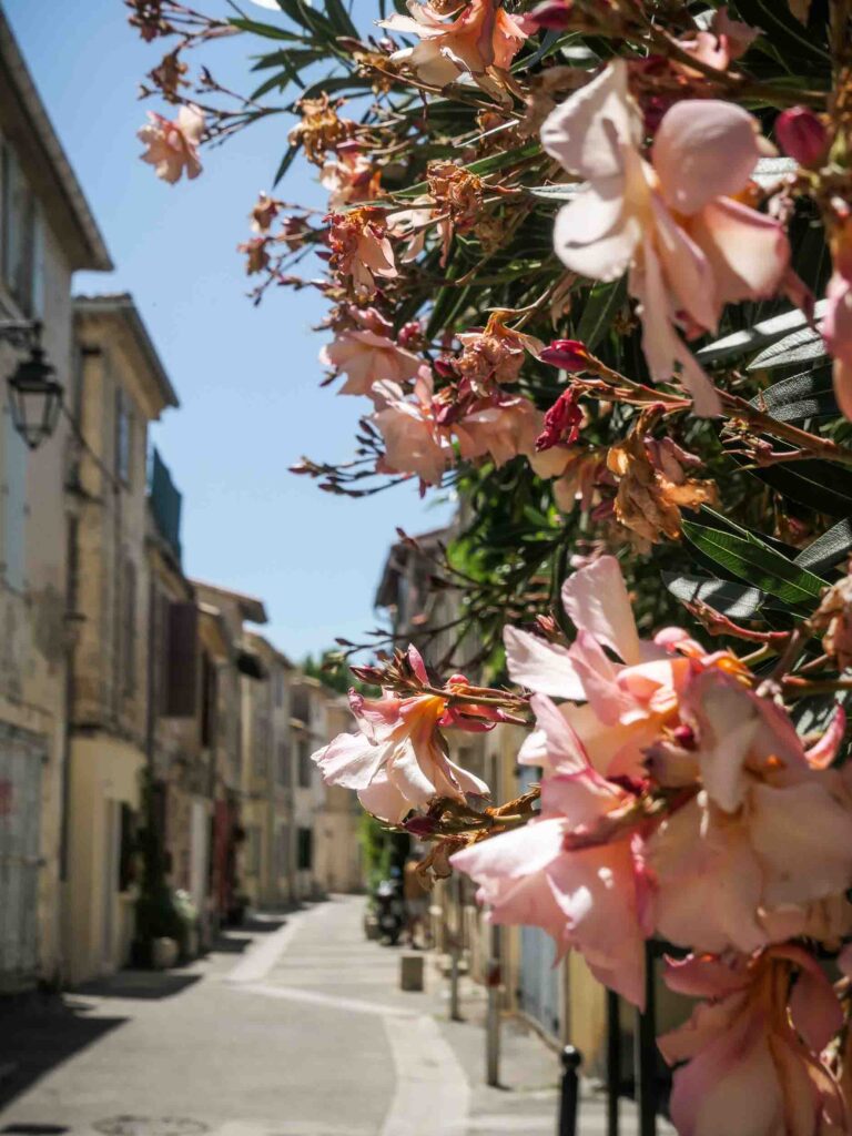 Oleander auf der rechten, charmante Häuser auf der linken Seite der Gasse Foto: Lisa Freudlsperger