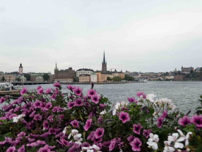 Blick übers Wasser auf Stockholm mit Blumen im Vordergrund Foto: Lisa Freudlsperger