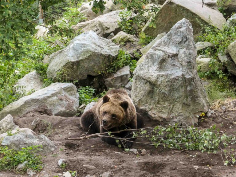 Braunbär nagt an Birkenzweigen Foto: Lisa Freudlsperger