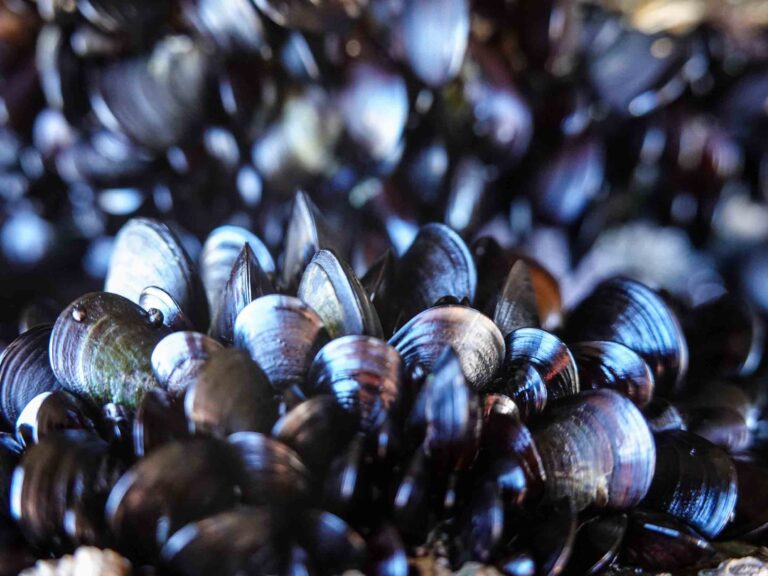 Miesmuscheln eng nebeneinander in einer Felsspalte Foto: Lisa Freudlsperger