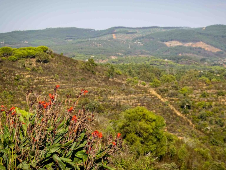 Ausblick auf grüne Berglandschaft mit oranger Pflanze im Vordergrund Foto: Lisa Freudlsperger