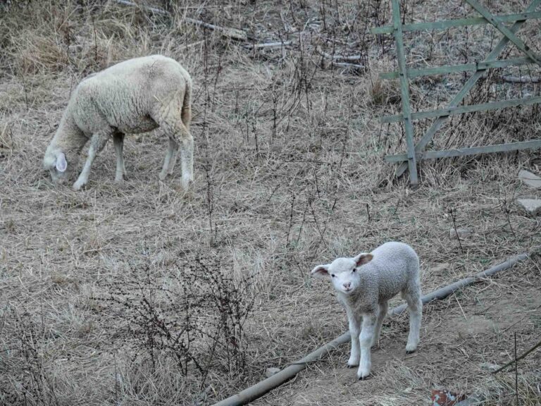 Lamm auf einer Weide schaut direkt nach oben in die Kamera Foto: Lisa Freudlsperger
