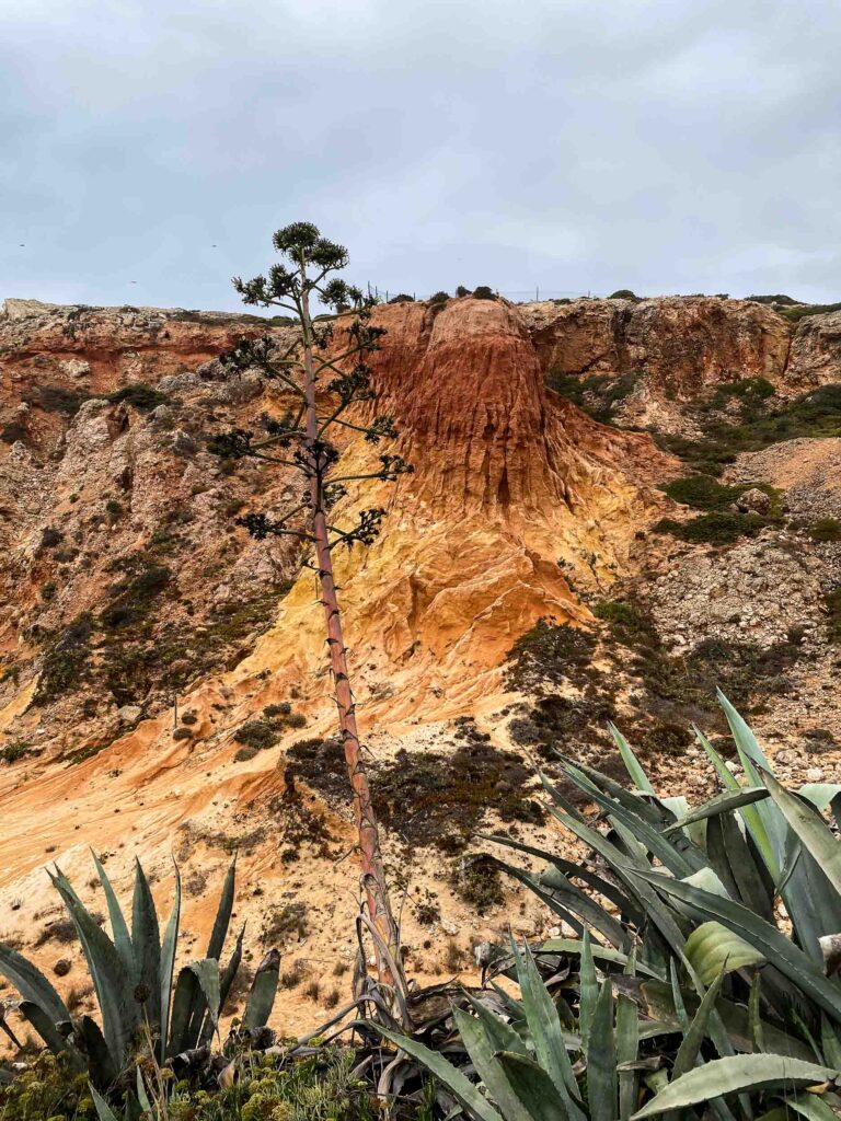 Agave vor rötlichen Felsen von Sagres Foto: Lisa Freudlsperger
