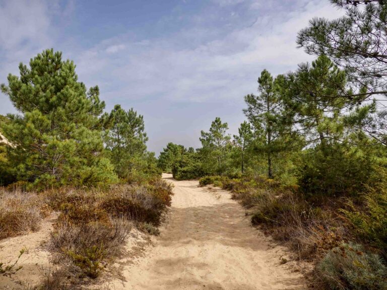 Sandiger Weg und Nadelbäume zu beiden Seiten des Weges. Foto: Lisa Freudlsperger