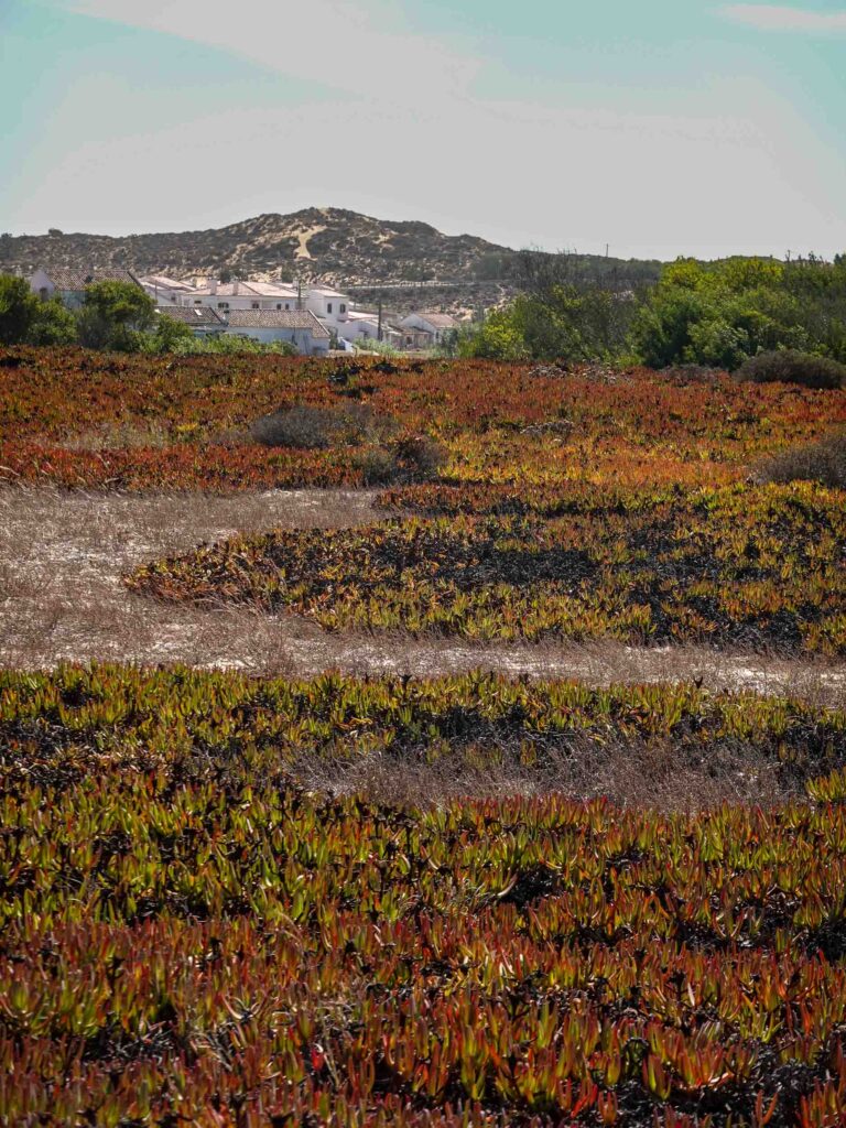 Rote Sukkulenten und Blick auf einen Hügel und ein kleines Dorf. Foto: Lisa Freudlsperger