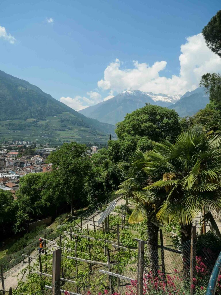 Palmen, Weinstöcke und Berge im Hintergrund. Foto: Lisa Freudlsperger